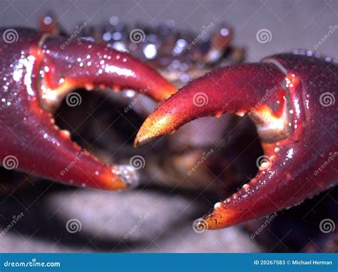 pincher crab